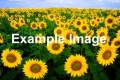 Thumbnail for version as of 04:36, 29 February 2012